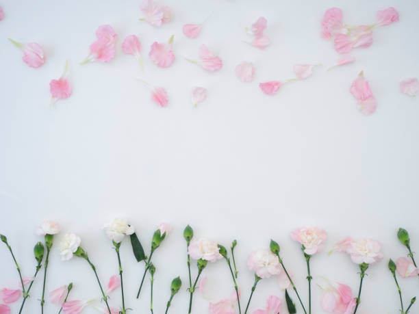 istock Frame made of pink carnations on a white background 1139063845