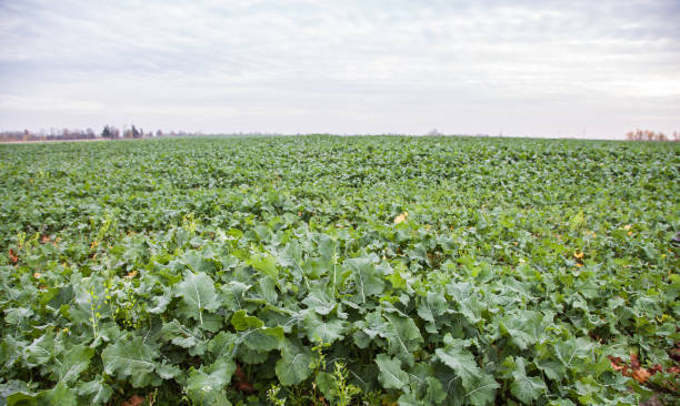 campo con rape mature - kohlrabi turnip cultivated vegetable foto e immagini stock