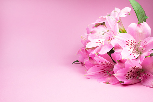 Bunch of pink flowers on pink paper background.