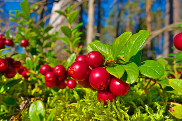 istock Red cowberries growing in forest. 1139064411