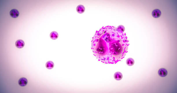 istock Neutrophil cells white blood cells essential for the immune system fighting pathogen in inflammation bacterium 1139065448