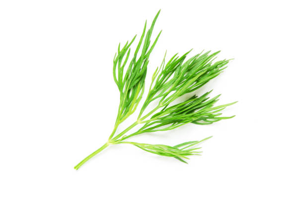 istock Green dill branch on white background - Image 1139066352