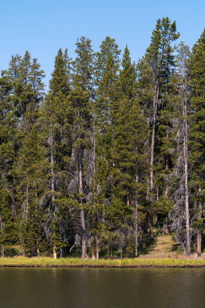 istock lakes and rivers in Yellowstone National Park 1139066992
