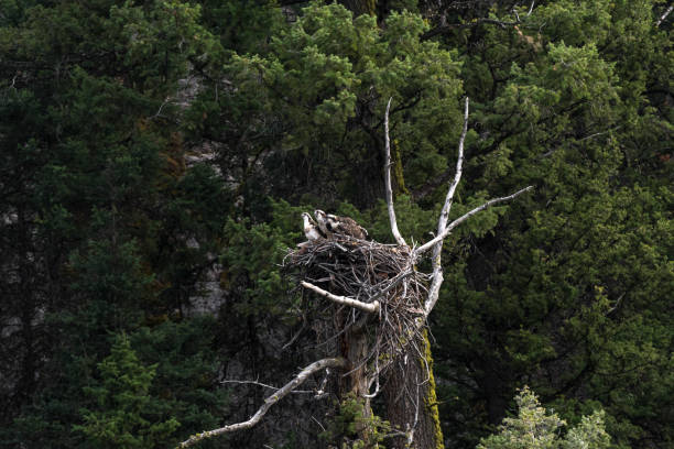 istock eagle nest with chicks in Yellowstone National Park 1139067017