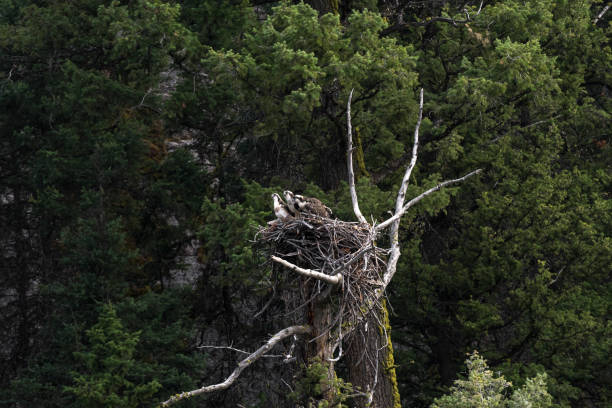 istock eagle nest with chicks in Yellowstone National Park 1139067027