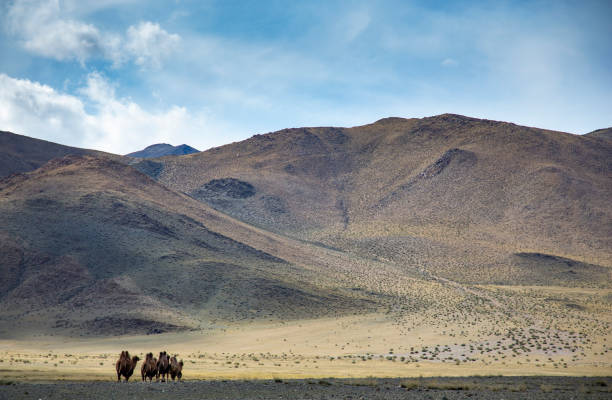 camels in a landscape of rural Mongolia