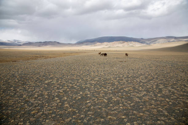 farm animals in a landscape on Mongolia stock photo