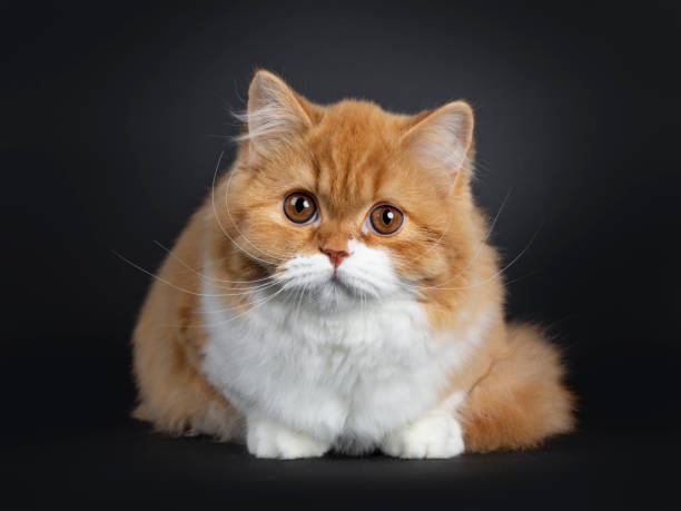 istock Cute red with white British Longhair cat kitten on black background 1139067915