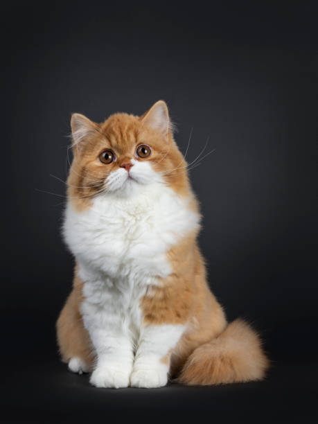 istock Cute red with white British Longhair cat kitten on black background 1139067939