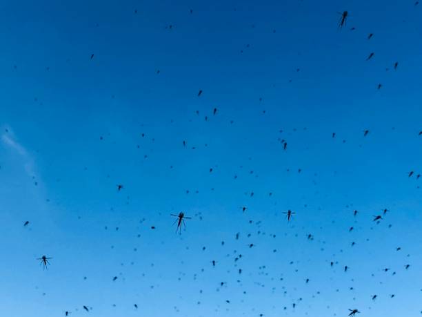 Haze of flying insects