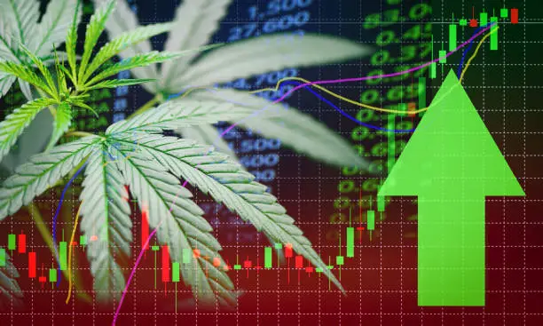 Business marijuana leaves cannabis stock success market price green arrow up profit growth charts graph money display screen up industry trend grow higher quickly