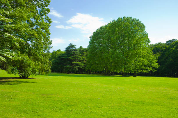 istock tree and lawn in the park 1139072516