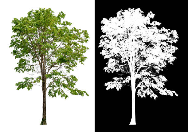 arbre isolé sur le fond blanc - spruce tree photos photos et images de collection
