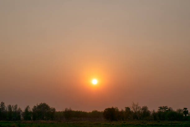 istock sugar farm field on sunset time 1139072596