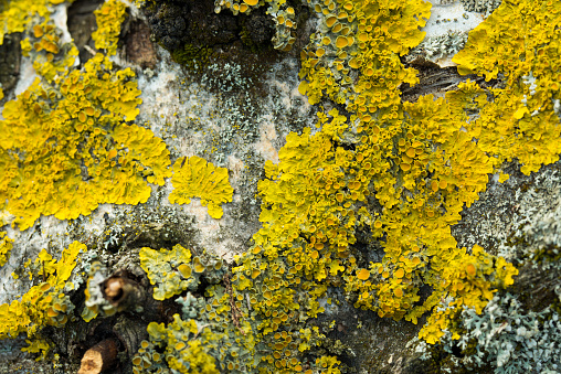 yellow lichen on willow tree macro selective focus