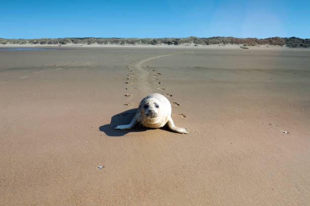 seal on the beach of Calais