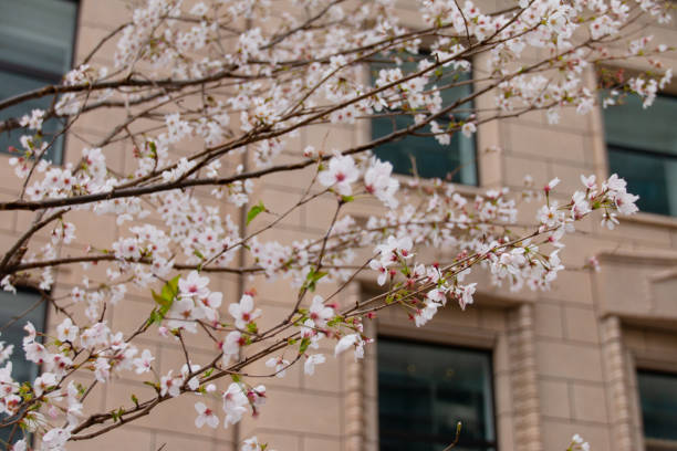 istock Cherry blossom blooming iin Japan 1139078833