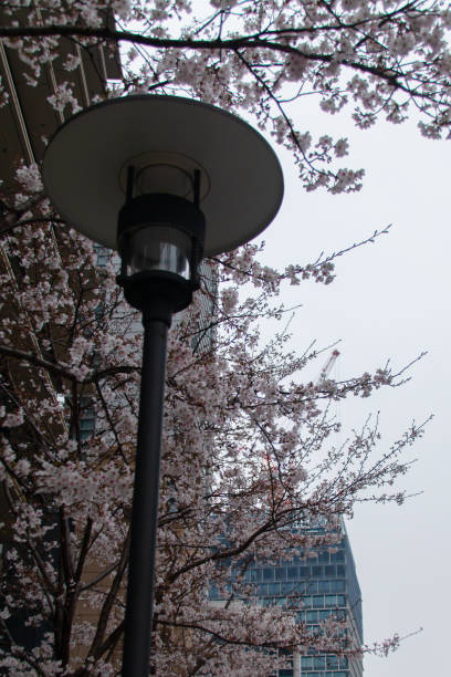 istock Cherry blossom blooming in Japan 1139078882