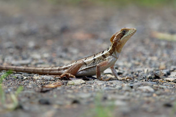 istock Brown Basilisk - Basiliscus vittatus, referred to as the striped basilisk or common basilisk, basilisk lizard in the family Corytophanidae, native to Mexico, Central America and Colombia 1139079621