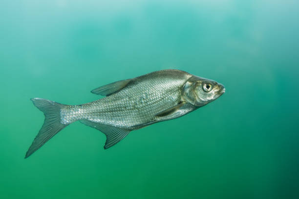 istock Aral Bream - Abramis brama The common bream, freshwater bream, bream, bronze bream or carp bream is a European species of freshwater fish in the family Cyprinidae 1139079943