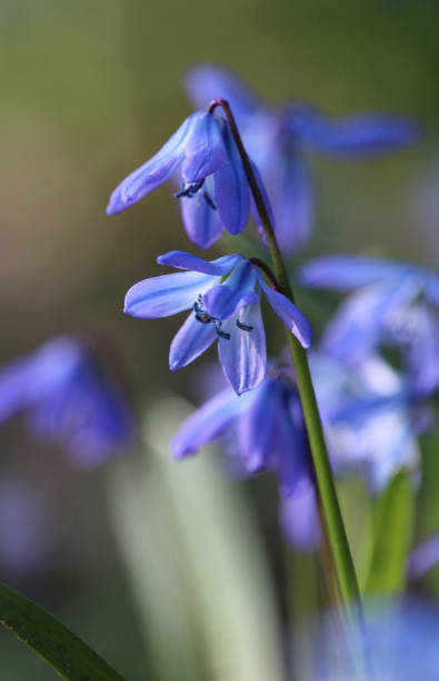 istock Blue Scilla siberica Flowers in Spring 1139079972