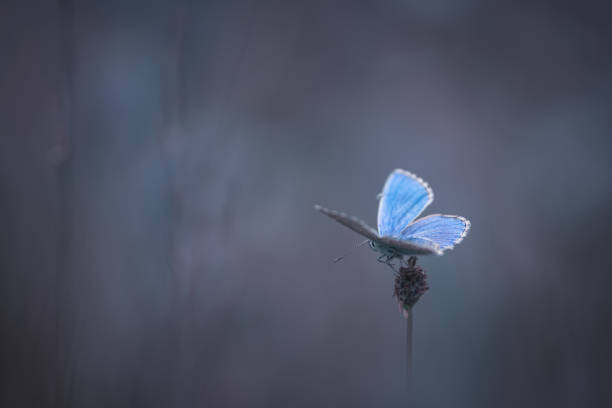 istock butterfly in the nature 1139081105
