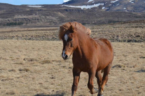 istock Attractive Chestnut Icelandic Pony in a Field 1139081134