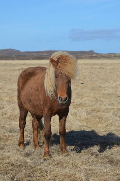 istock Attractive Chestnut Icelandic Pony in a Field 1139081170