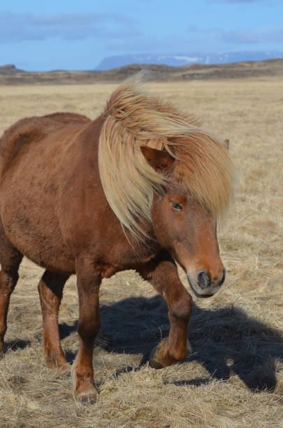 istock Attractive Chestnut Icelandic Pony in a Field 1139081191