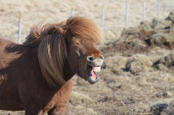 istock Funny Icelandic Pony Making Funny Faces 1139081217