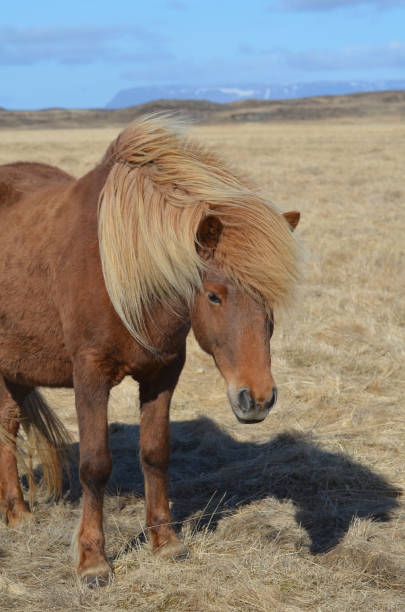 istock Attractive Chestnut Icelandic Pony in a Field 1139081228