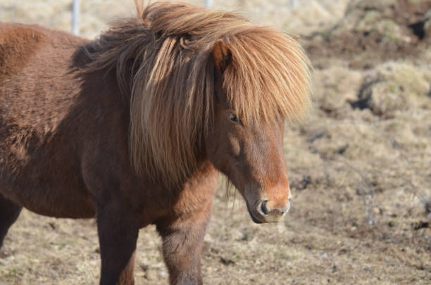 istock Attractive Chestnut Icelandic Pony in a Field 1139081291