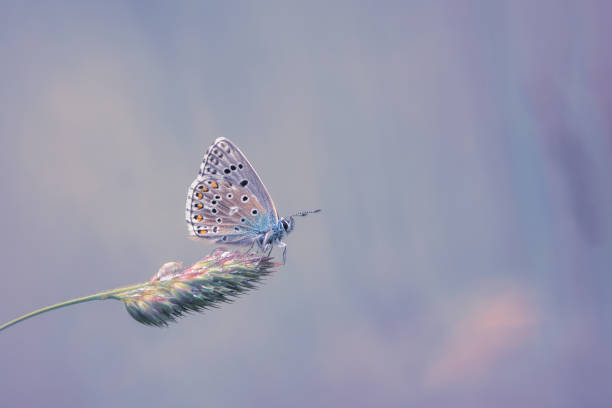 istock butterfly in the nature 1139081304