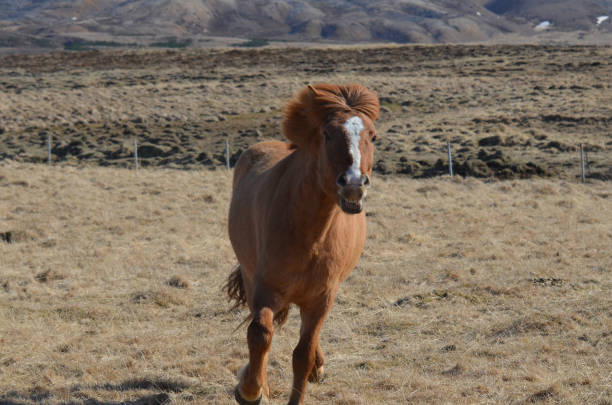 istock Attractive Chestnut Icelandic Pony in a Field 1139081329