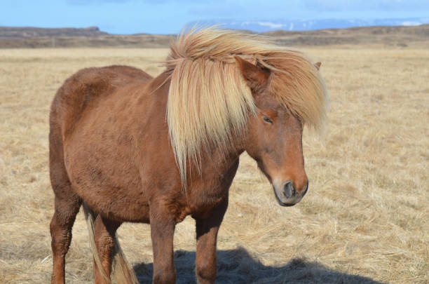 istock Attractive Chestnut Icelandic Pony in a Field 1139081355