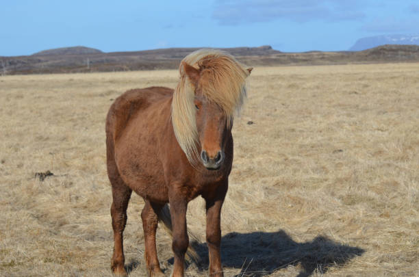 istock Attractive Chestnut Icelandic Pony in a Field 1139081362