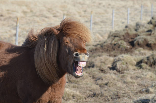 istock Funny Icelandic Pony Making Funny Faces 1139081374