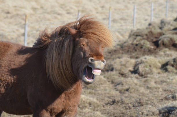 istock Funny Icelandic Pony Making Funny Faces 1139081402