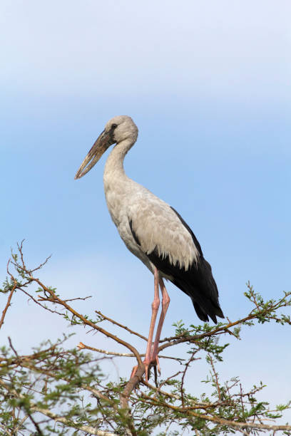 istock Openbill stork, Bhigvan, Pune, Maharashtra, India 1139081686