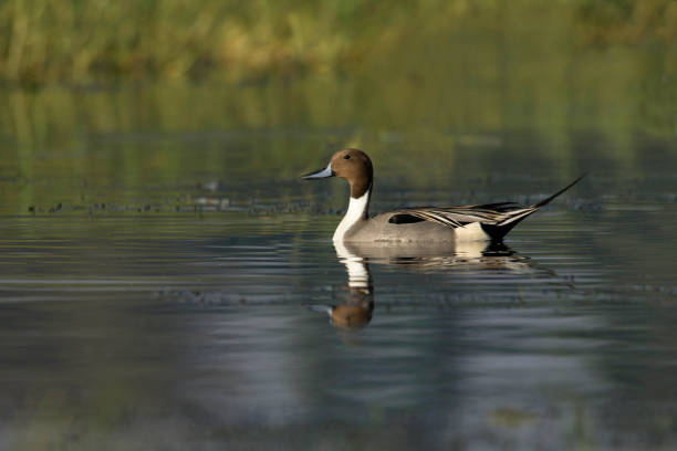 istock Northern pintail, Bhigvan, Pune, Maharashtra, India 1139081699