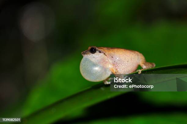 Raorchestes Anili Valaparai Tamil Nadu India Stock Photo - Download Image Now - Amphibian, Animal, Animal Body Part - iStock Raorchestes Anili Valaparai Tamil Nadu India Stock Photo - Download Image Now - Amphibian, Animal, Animal Body Part - iStock