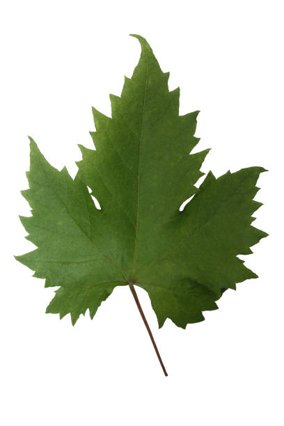 istock Vine leaf  Summer season  Leaf cut out 1139083656
