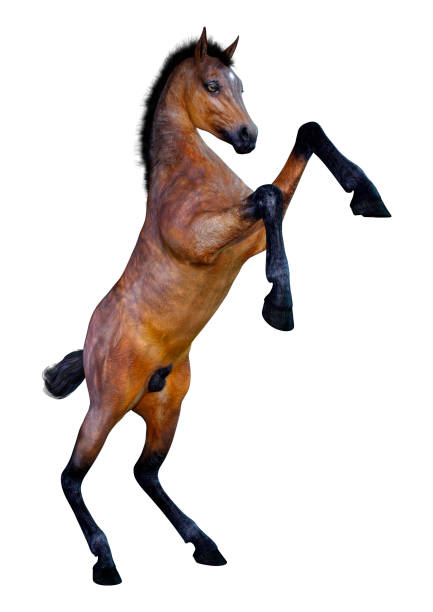 istock 3D illustration bay horse foal on white 1139084074