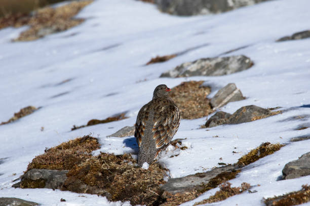 Snow Partridge, Lerwa lerwa, Chopta, Uttarakhand, India Snow Partridge, Lerwa lerwa, Chopta, Uttarakhand, India. perdix stock pictures, royalty-free photos & images