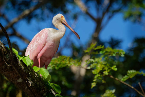 roseate spoonbill-platalea ajaja gierig rosa wading vogel der ibis und spoonbill familie, threskiornithidae. niederleeinsteiger in südamerika und an der karibikküste - animal beak bird wading stock-fotos und bilder