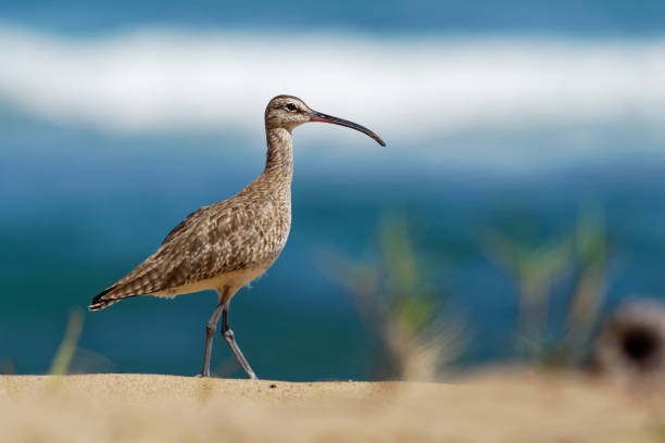 Whimbrel - Numenius phaeopus standing and feeding on the sandy beach with waves in the background stock photo