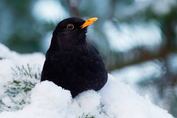 merle d’asie-turdus merula espèces de grive véritable. il se reproduit en europe, en asie et en afrique du nord, et a été introduit en australie et en nouvelle-zélande - common blackbird photos et images de collection