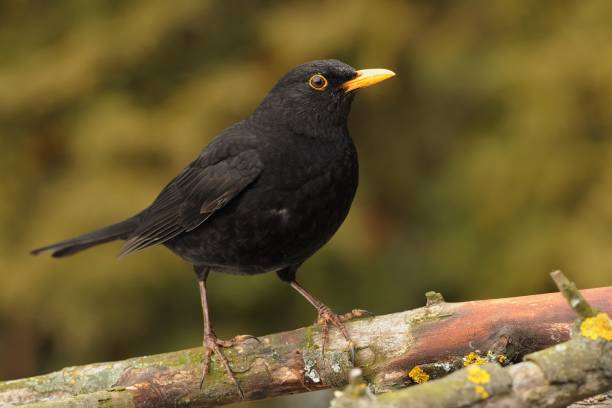Photo of Eurasian Blackbird - Turdus merula  species of true thrush. It breeds in Europe, Asia, and North Africa, and has been introduced to Australia and New Zealand