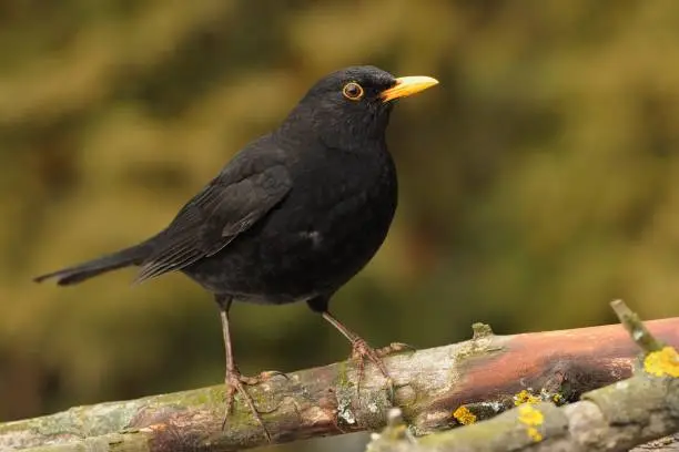 Eurasian Blackbird - Turdus merula  species of true thrush. It breeds in Europe, Asia, and North Africa, and has been introduced to Australia and New Zealand.