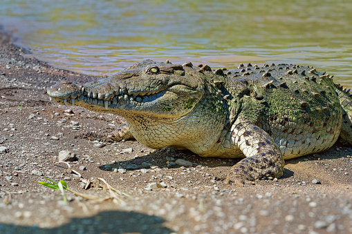 American Crocodile - Crocodylus acutus species of crocodilian found in the Neotropics. It is the most widespread of the four extant species of crocodiles from the Americas